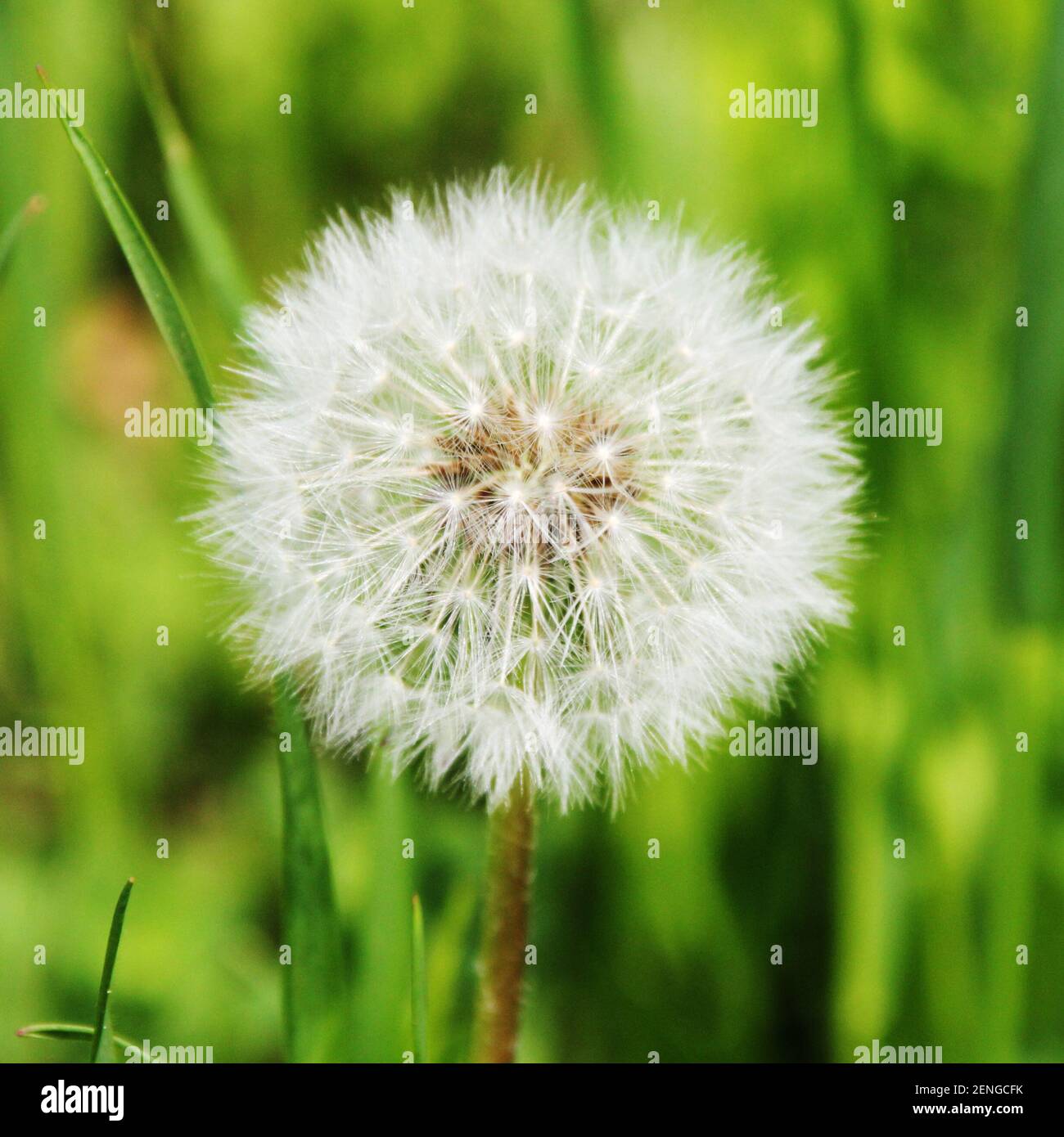 Peluches de pissenlit dans un champ d'herbe verte Banque D'Images