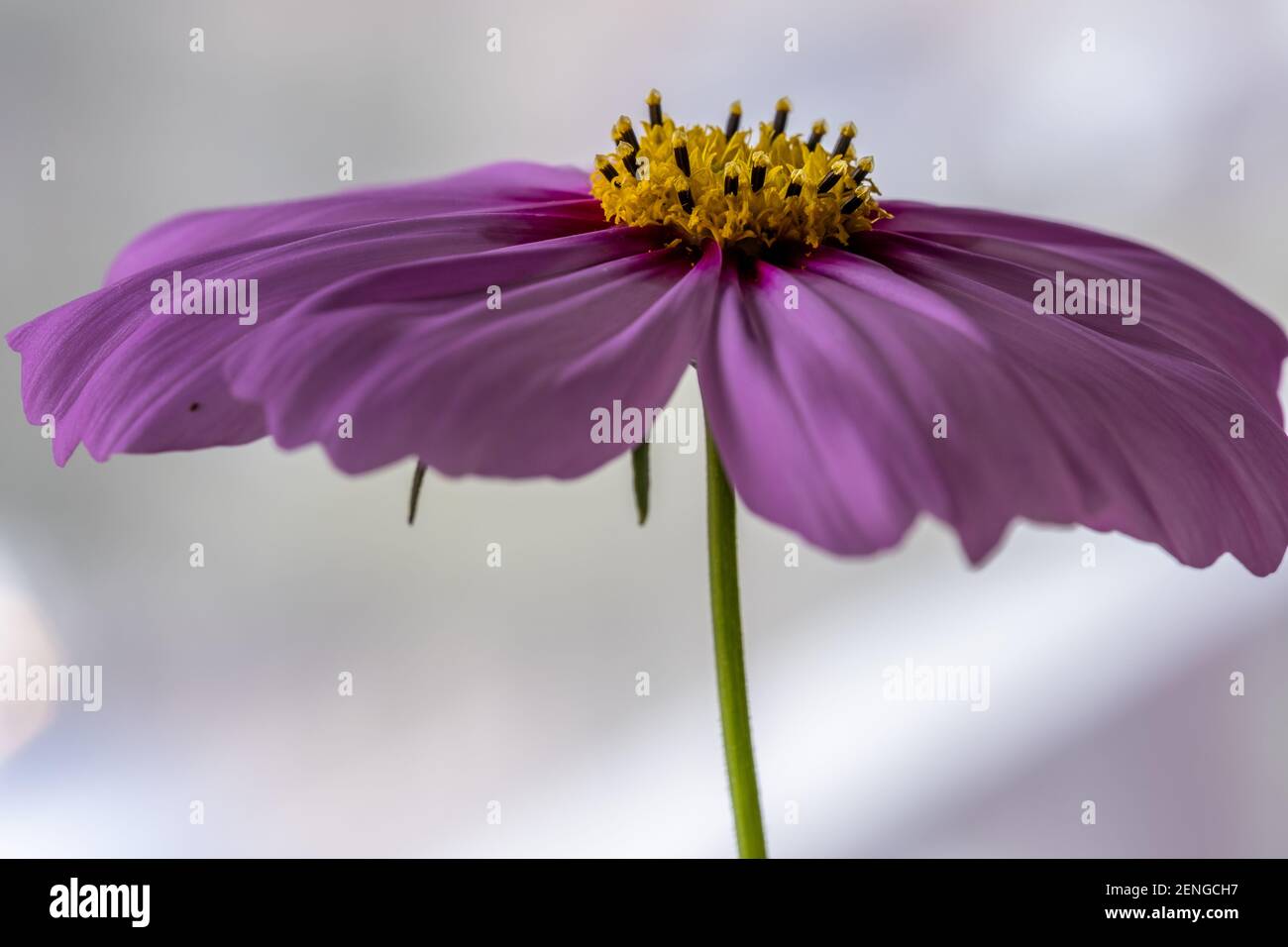 Pétales de fleurs Cosmos violets vue rapprochée Banque D'Images