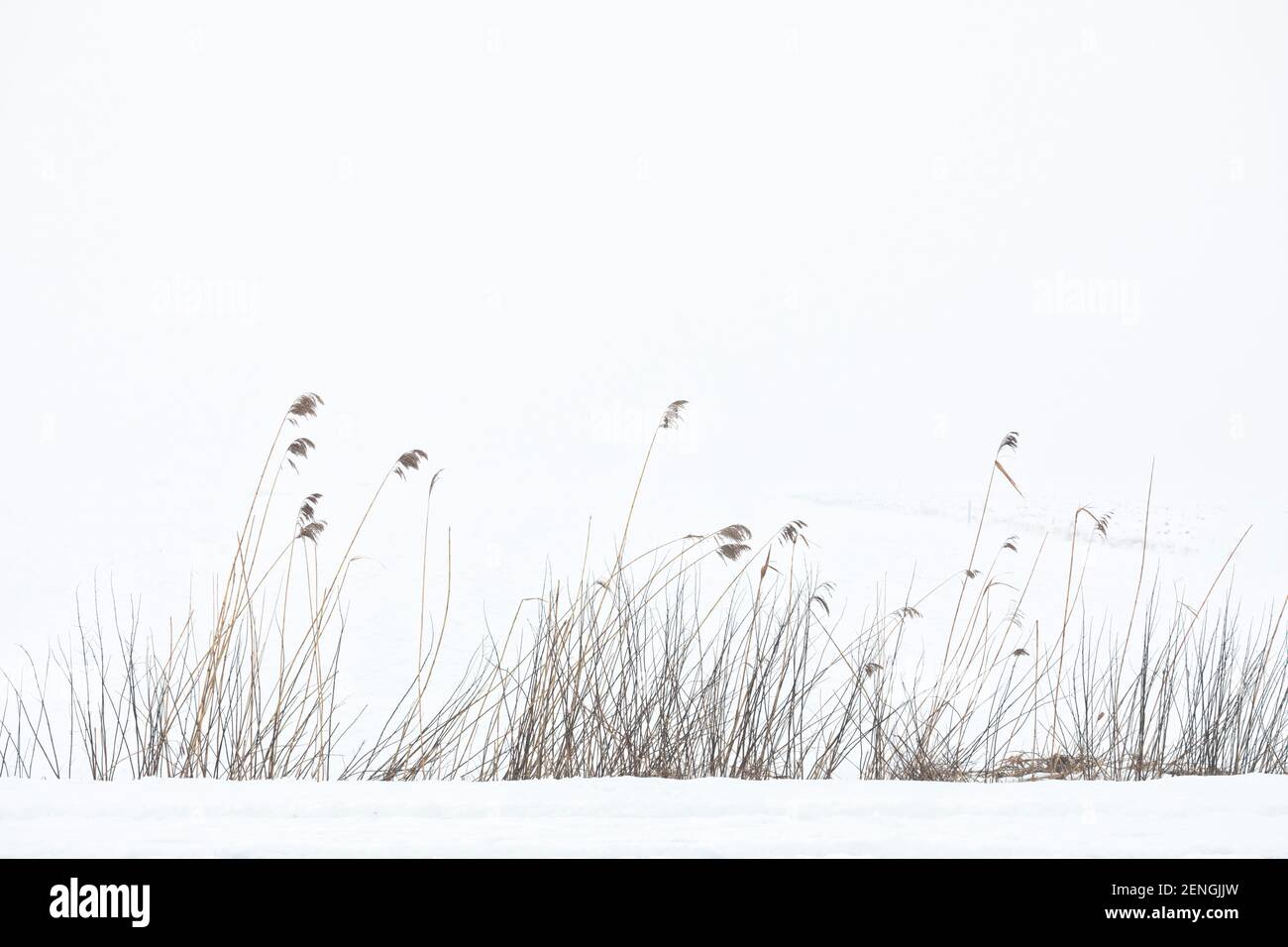 Paysage d'hiver. Roseau au bord d'un champ couvert de neige dans la brume matinale. Banque D'Images