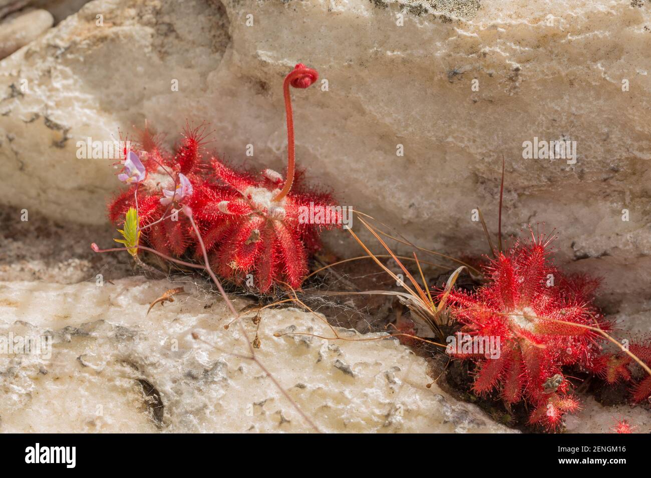 Quelques Drosera graomogolensis croissant dans un cravice près de Botumirim à Minas Gerais, Brésil Banque D'Images
