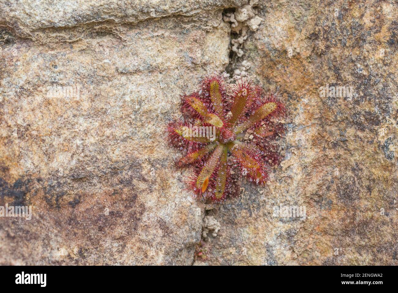 Drosera chimera, une plante carnivore de la famille Sundew, qui grandit dans un étau près de Cristalia, à Minas Gerais, au Brésil Banque D'Images