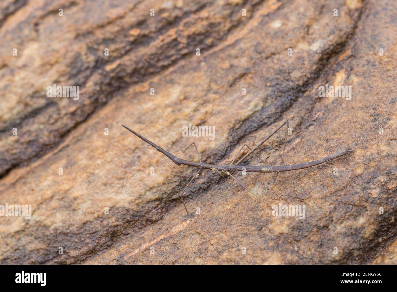 Sautant insecte de bâton vu près de Cristalia à Minas Gerais, Brésil Banque D'Images