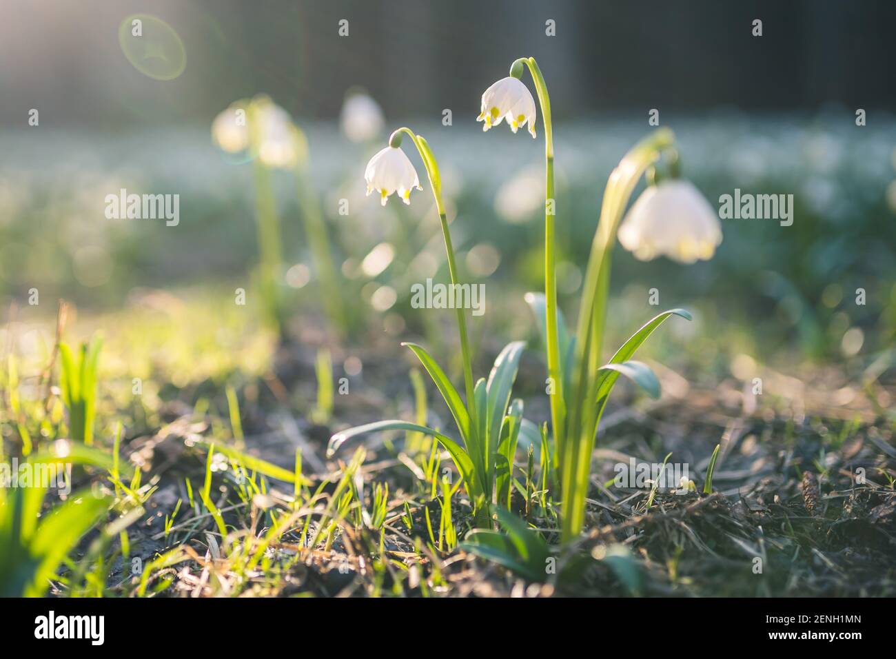 Leucojum vernum ou flocon de neige printanier - fleurs blanches en fleurs au début du printemps dans la forêt, photo macro de clôture avec rayons du soleil. Banque D'Images