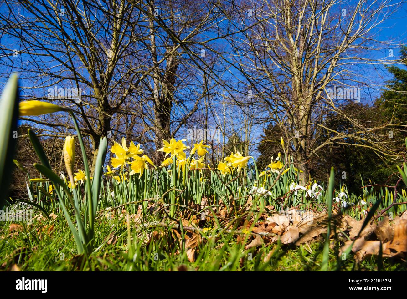 Jonquilles sauvages et gouttes de neige de faible niveau. Grantham, Linconshire, Angleterre Banque D'Images