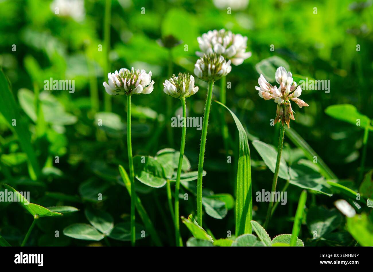 Pelouse verte. Fleurs blanches d'un jeune trèfle dans le jardin sous les rayons du soleil Banque D'Images