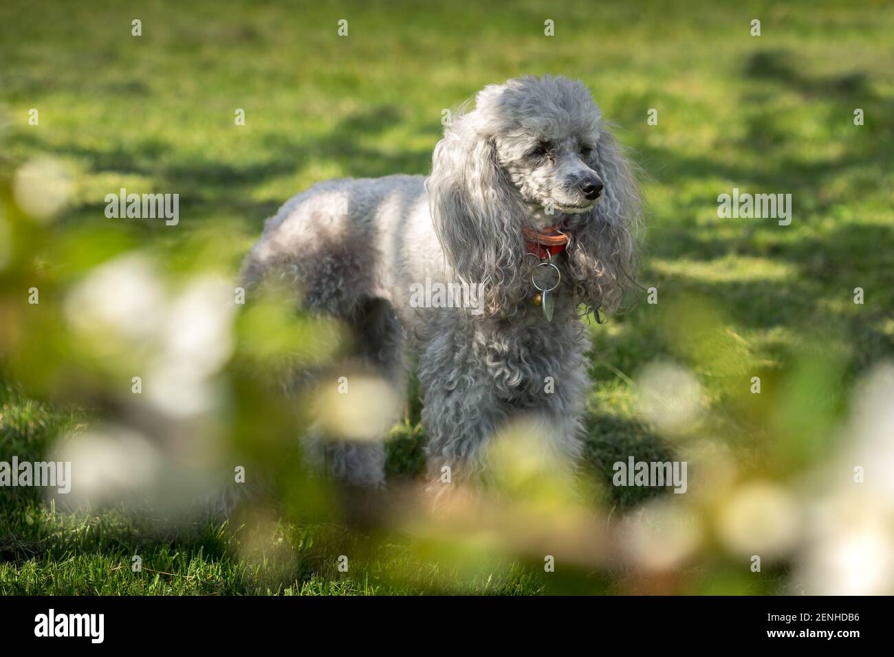 Un jouet miniature de caniche grise posé sur une pelouse verte par temps ensoleillé. Branche hors foyer au premier plan. Banque D'Images