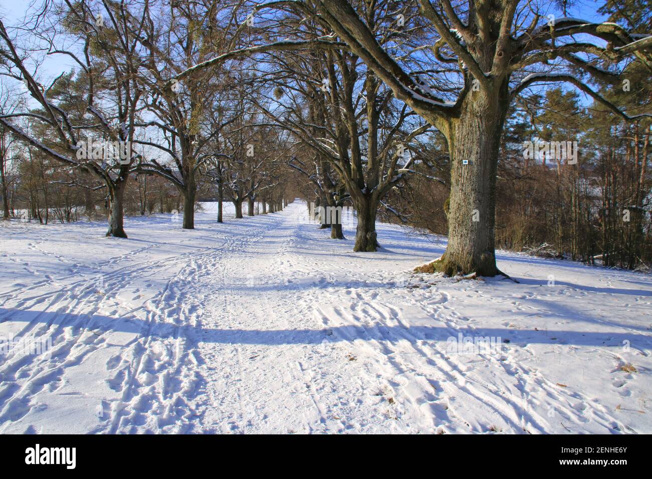 Vue à travers l'avenue des tilleuls sur le Friedenshöhe Près de Flacht en hiver Banque D'Images