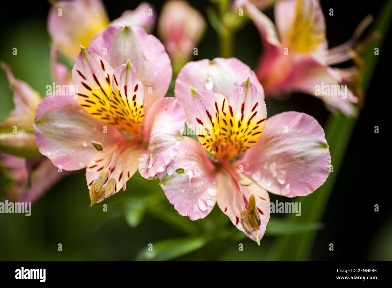 Rose clair Péruvien L:ilies, également connu comme le lis des Incas, (Alstroemeria pelegrina) avec quelques gouttes d'eau Banque D'Images