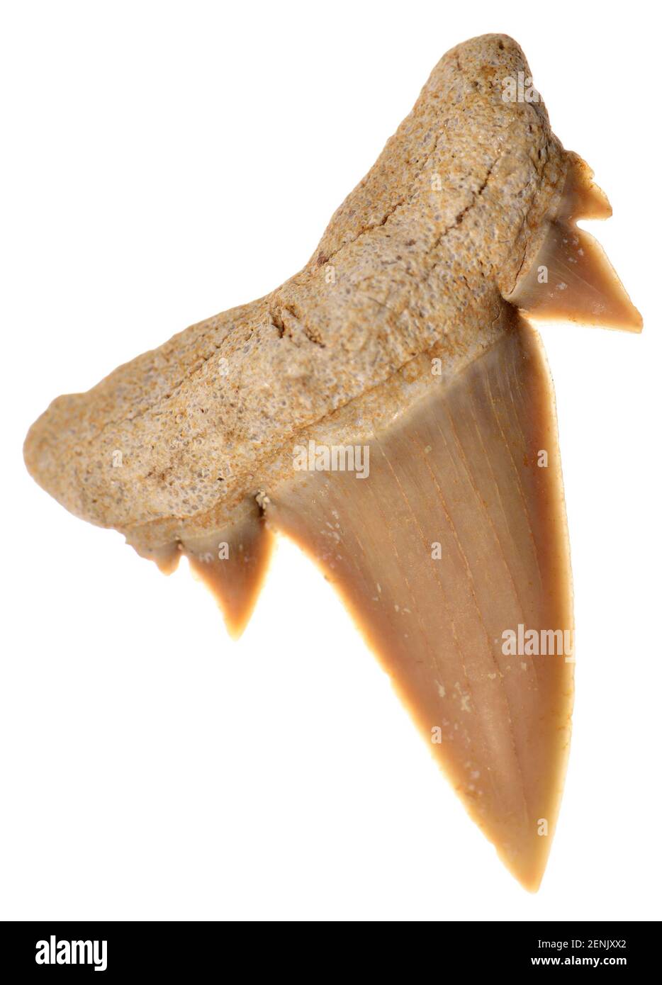 Dent de requin Achersoni - espèce Serratolamna aschersoni - Type éteint De requin maquereau du début de l'Eocène (50-55m ans) c23mm de long Banque D'Images