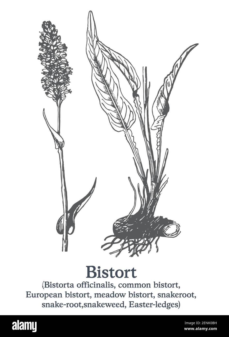 Bistort. Vecteur plante dessinée à la main. Croquis de plantes médicinales vintage. Illustration de Vecteur