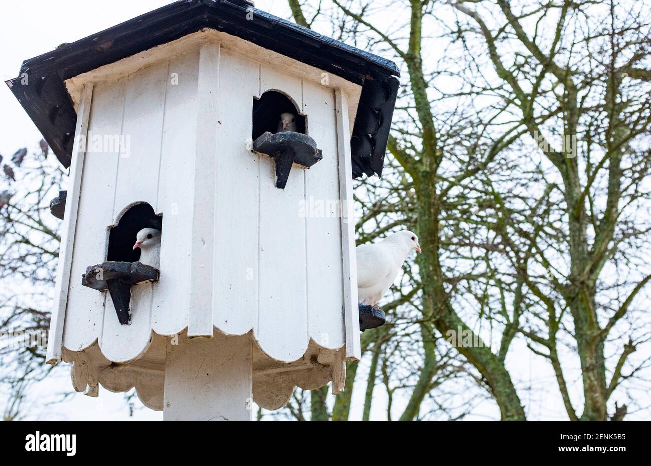 Langstone Harbour Portsmouth Hampshire Angleterre Royaume-Uni - White Doves in Un pigeonnier au jardin du souvenir Banque D'Images