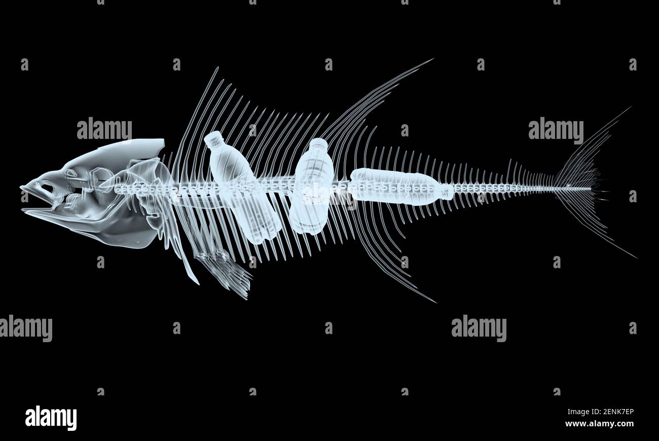 squelettes de poisson à rayons x avec bouteilles en plastique à l'intérieur isolées sur fond noir, illustration 3d Banque D'Images