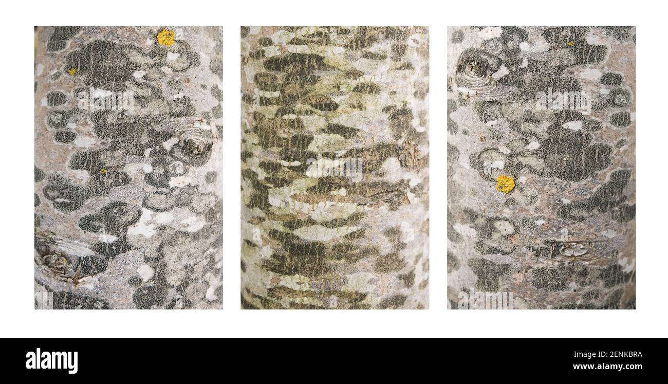 Triptyque résumé Banque D'Images