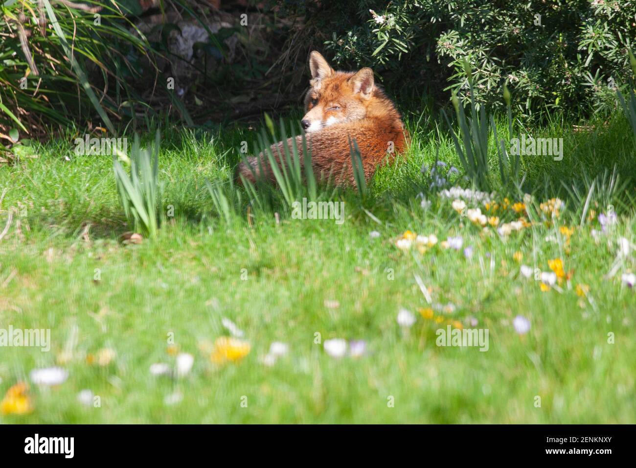 Londres, Royaume-Uni, 26 février 2021 : un renard en plein soleil bénéficie d'un climat doux sur la pelouse d'un jardin dans la banlieue londonienne de Clapham. Anna Watson/Alay Live News Banque D'Images