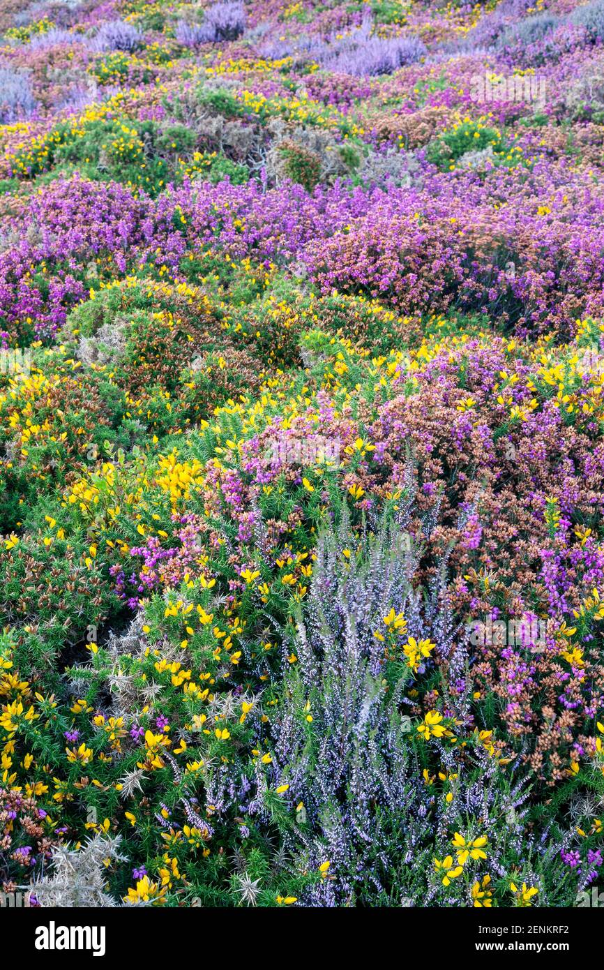 Heather et gorse au col de Sychnant, au nord du pays de Galles Banque D'Images