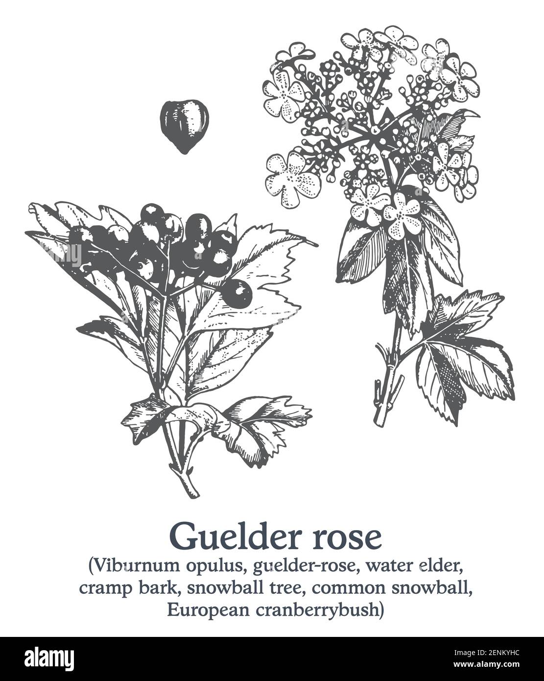 Guelder rose . Vecteur plante dessinée à la main. Croquis de plantes médicinales vintage. Illustration de Vecteur