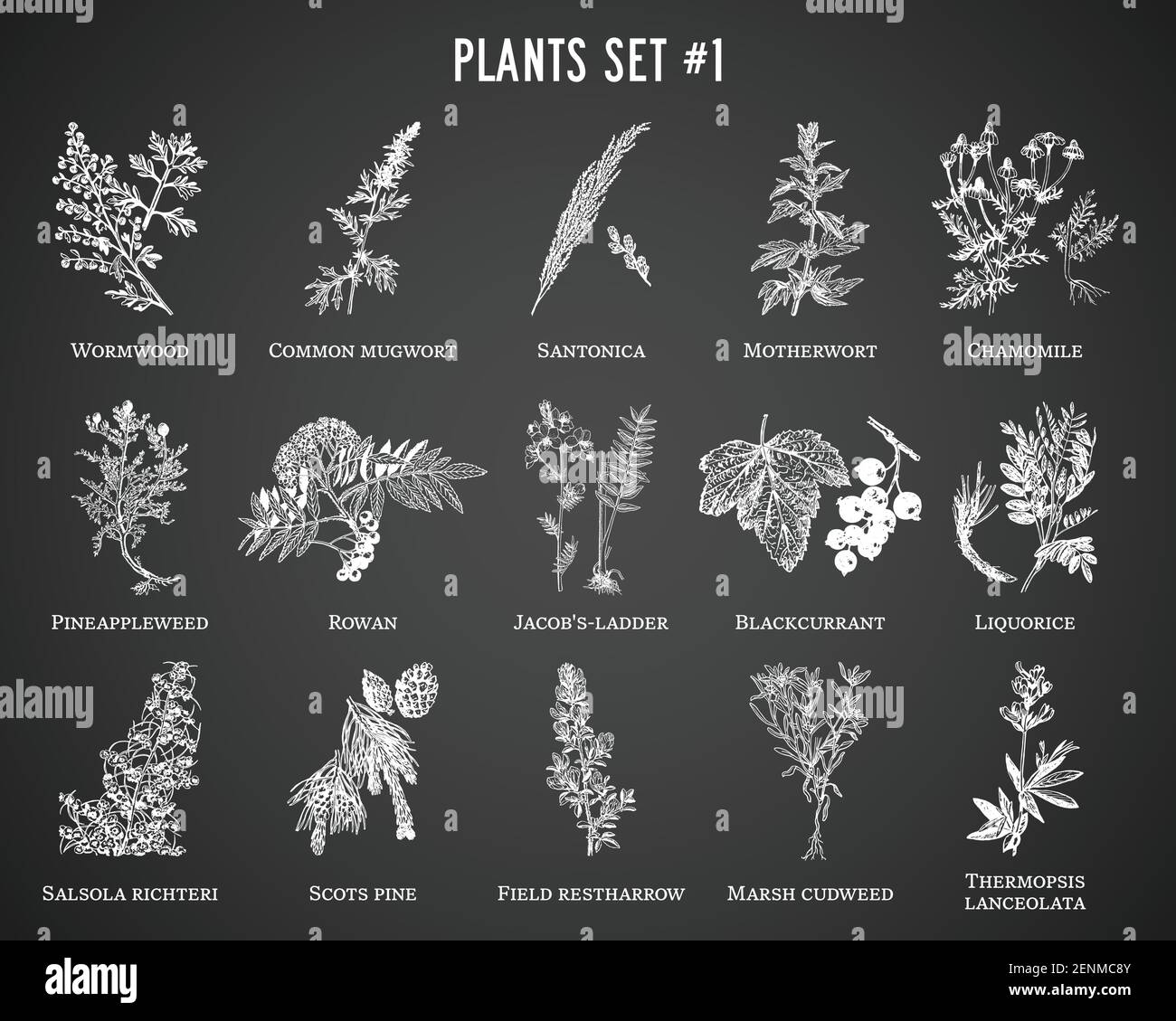 Plantes vectorielles dessinées à la main sur fond noir Illustration de Vecteur