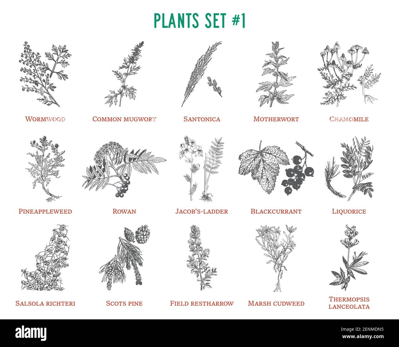 Ensemble de plantes vectorielles dessinées à la main Illustration de Vecteur
