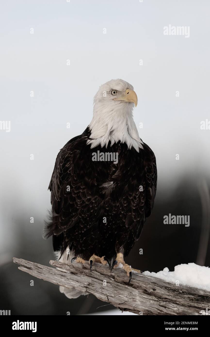 Aigle à tête blanche (Haliaetus leucocephalus) à Homer, en Alaska Banque D'Images