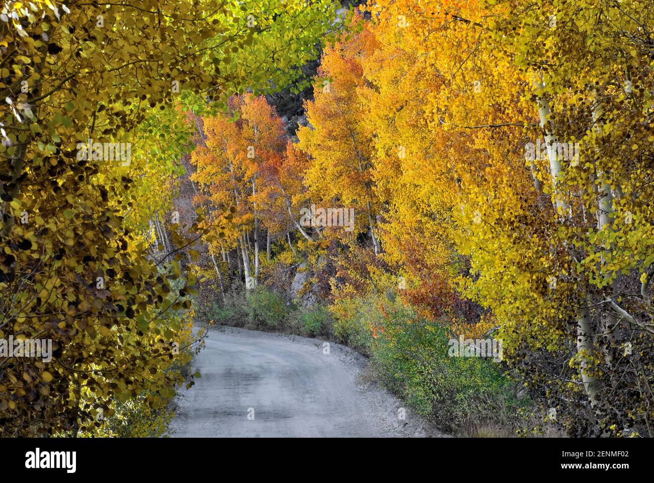 Trembles dans le feuillage à l'automne par la route du lac du nord près de Bishop, l'Est de la Sierra Nevada, Californie, USA Banque D'Images