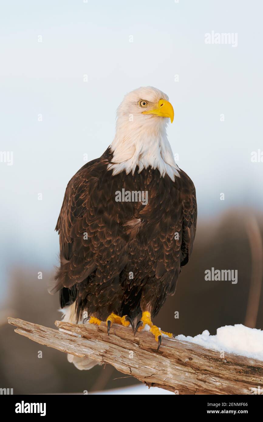 Aigle à tête blanche (Haliaetus leucocephalus) à Homer, en Alaska Banque D'Images