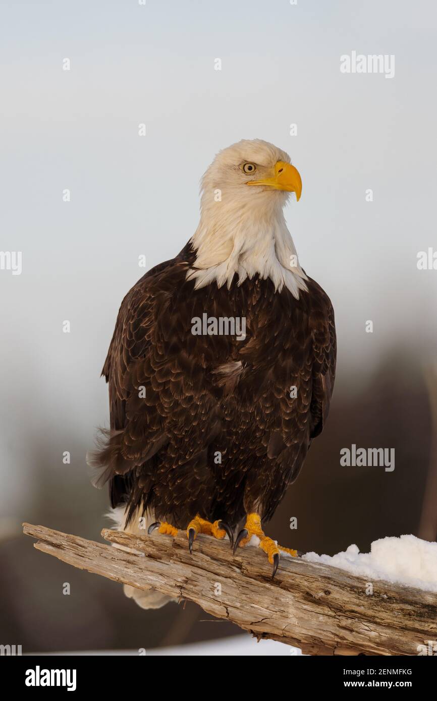 Aigle à tête blanche (Haliaetus leucocephalus) à Homer, en Alaska Banque D'Images