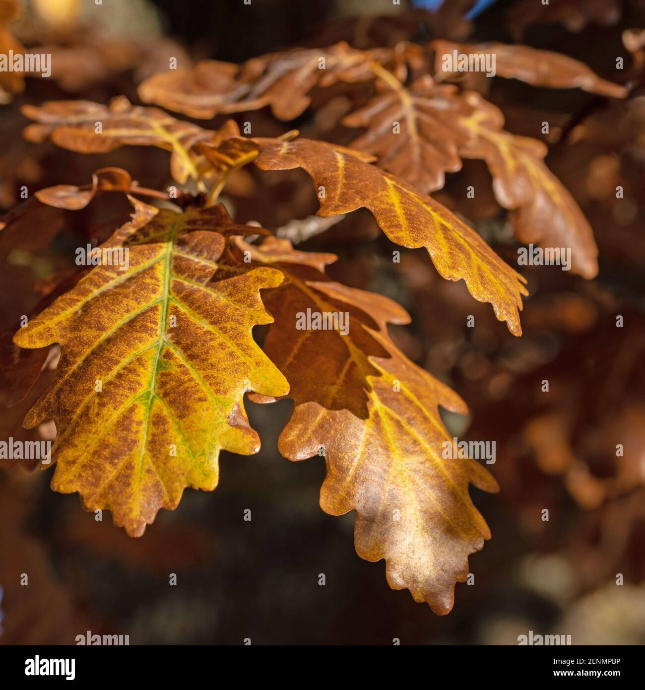 Feuilles de chêne anglais, Quercus robur, en automne Banque D'Images