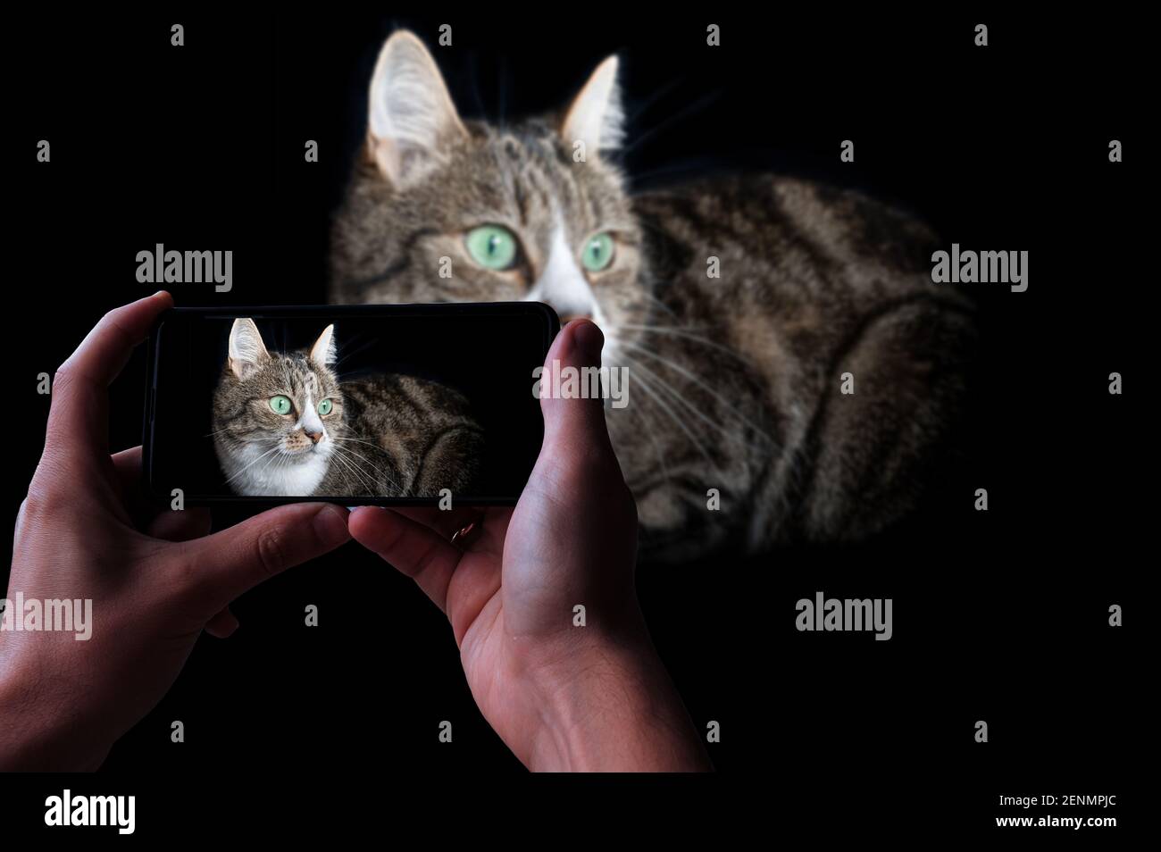Homme prenant la photo d'un chat rayé à clé basse. Tabby chat sur fond noir. Banque D'Images