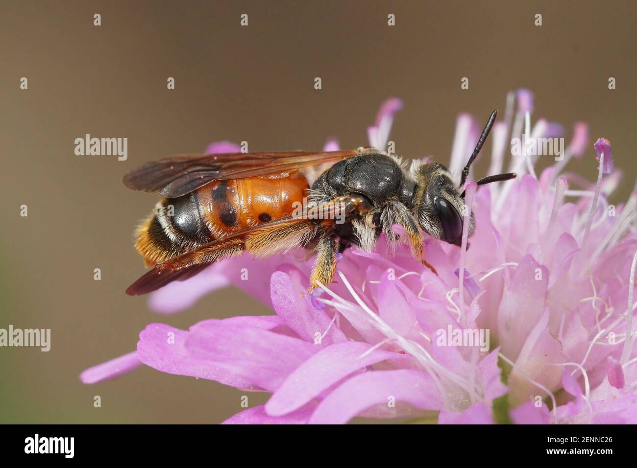Gros plan latéral de la grande abeille minière colorée et scabieuse, Andrena hattfiana, sur une fleur rose de la scabiosa columbaria Banque D'Images