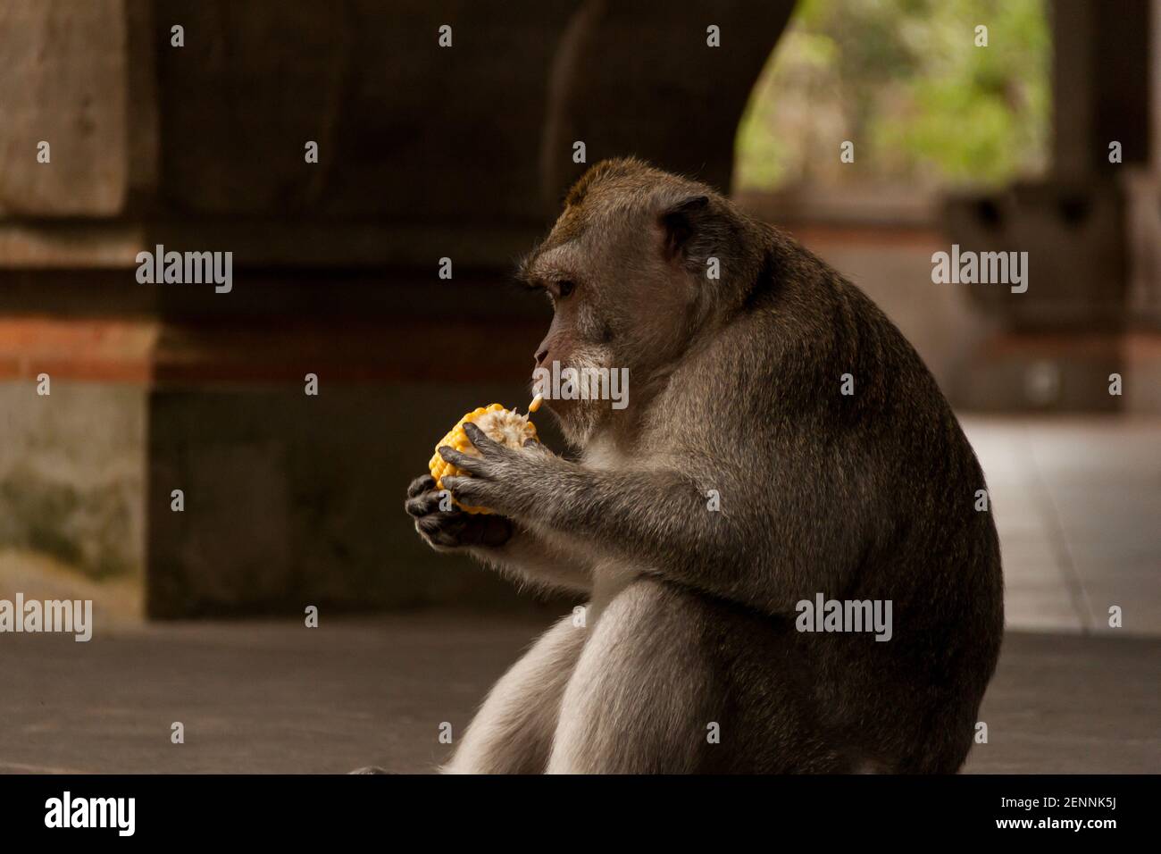 Un singe macaque à longue queue (macaca fascicularis) Assis dans le temple hindou et manger du maïs à Ubud Forêt de singes à Bali Banque D'Images