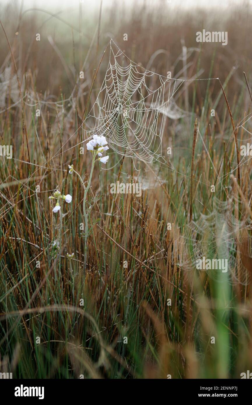 Une toile d'araignée parmi l'herbe et les fleurs sauvages sur les landes près de Burrowbridge, Somerset. Banque D'Images