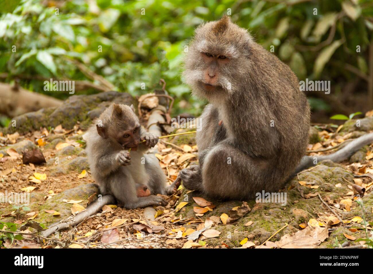 Un petit singe macaque à longue queue (macaca fascicularis) piquant les feuilles et assis avec sa mère à la forêt de singes sacrés à Ubud, Bali Banque D'Images