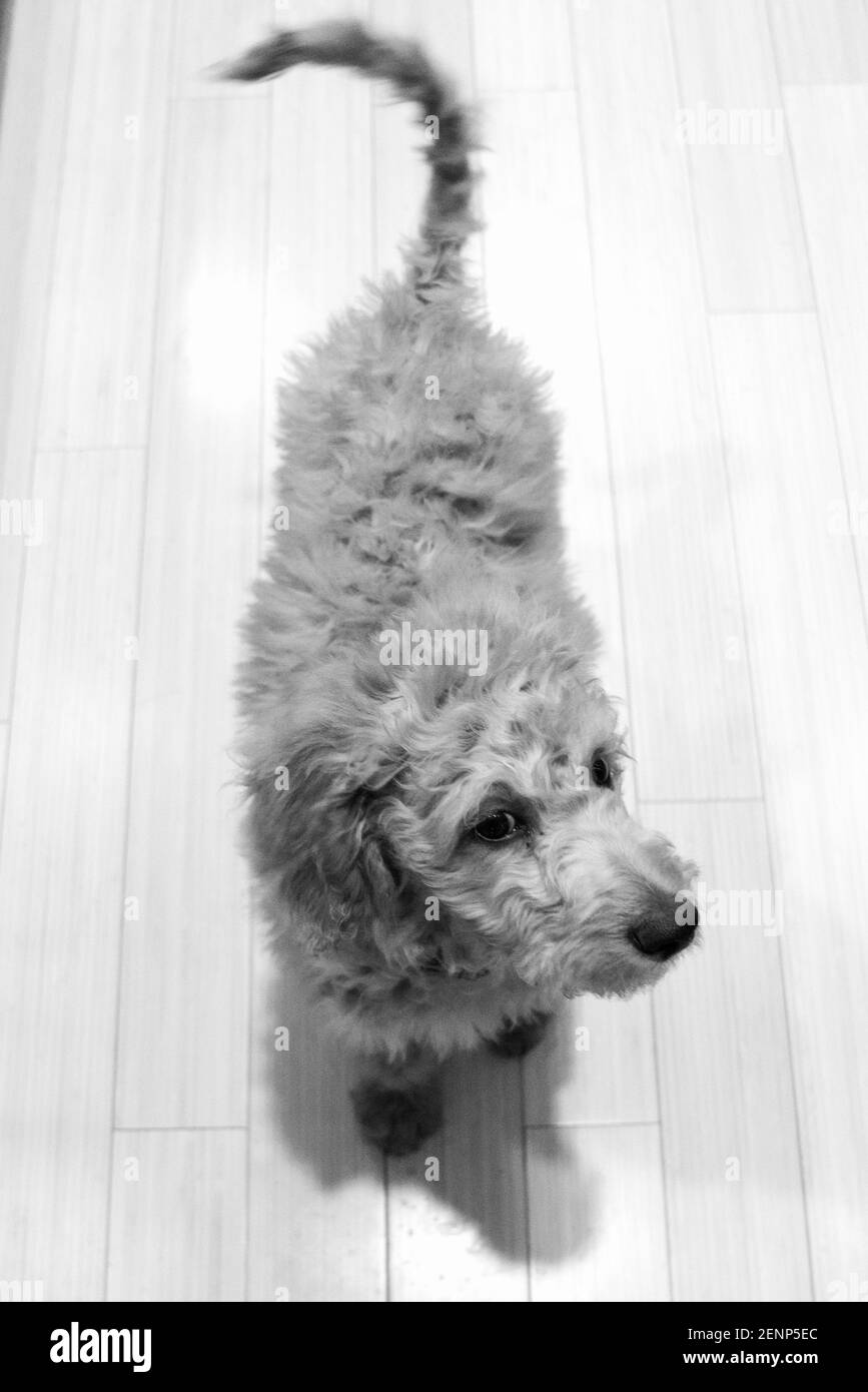 jeune chiot doré Banque D'Images