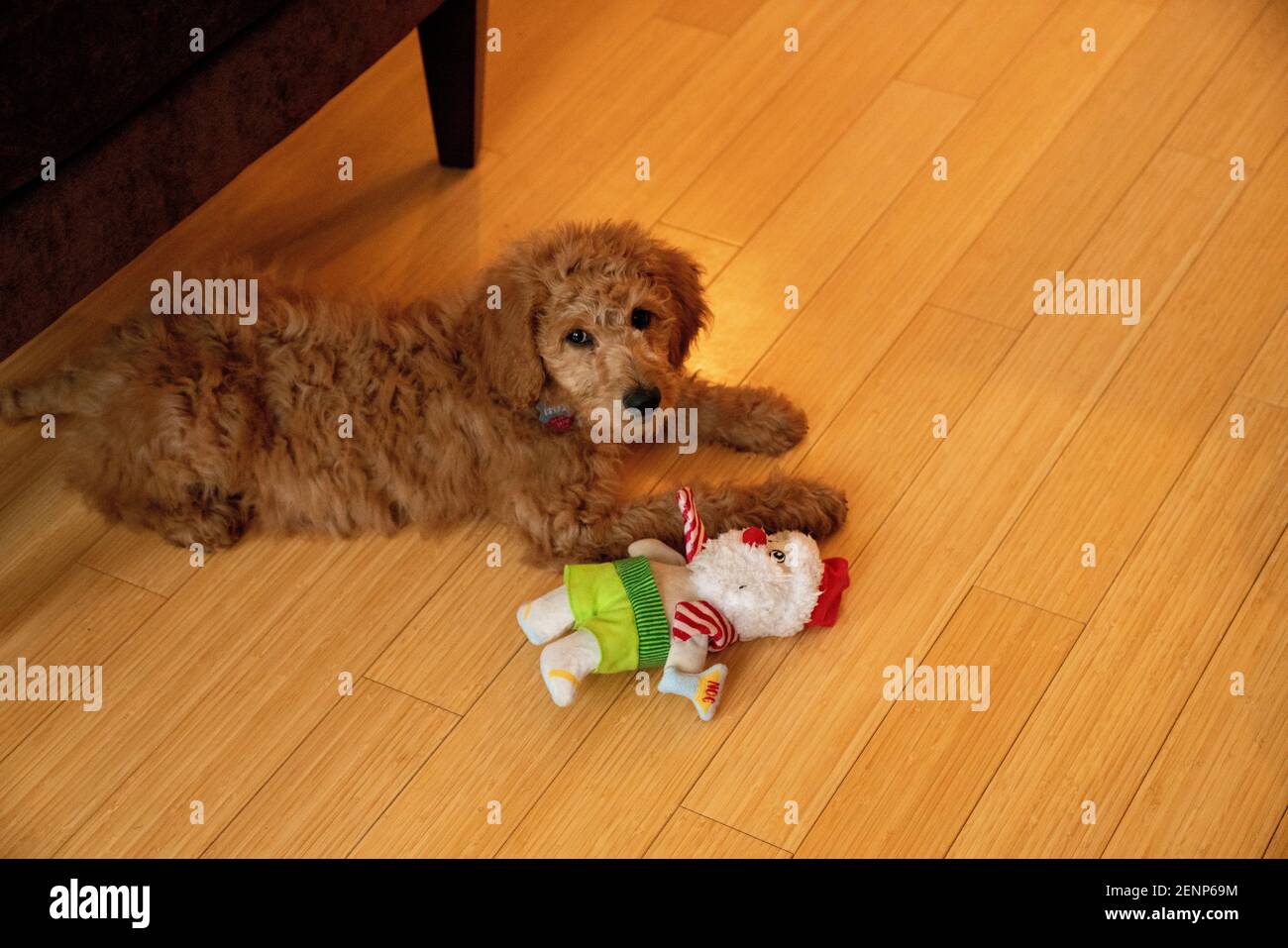 un jeune chiot et son jouet de père noël Banque D'Images