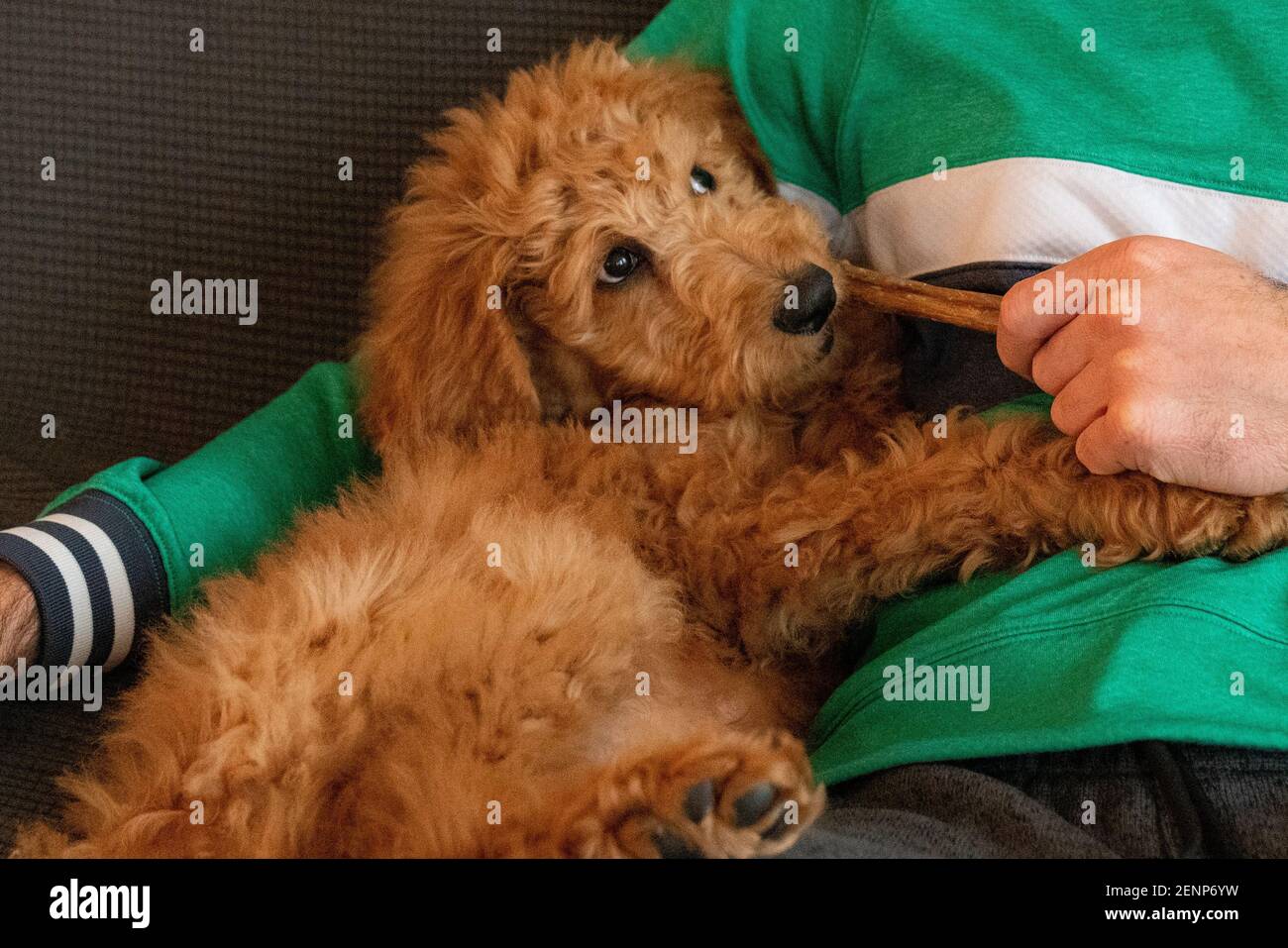 jeune chiot et son propriétaire Banque D'Images
