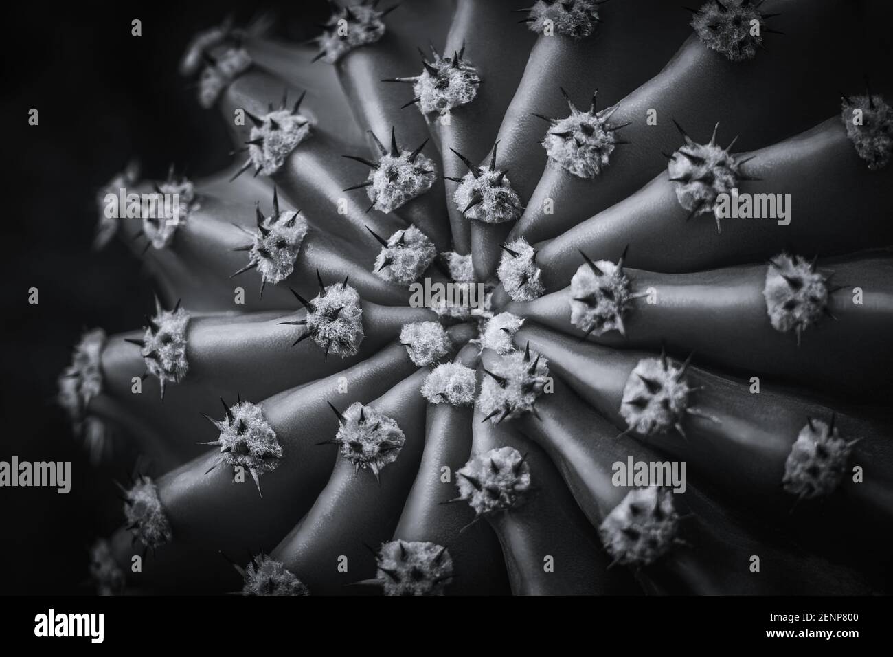 Vue rapprochée du cactus noir et blanc. Banque D'Images