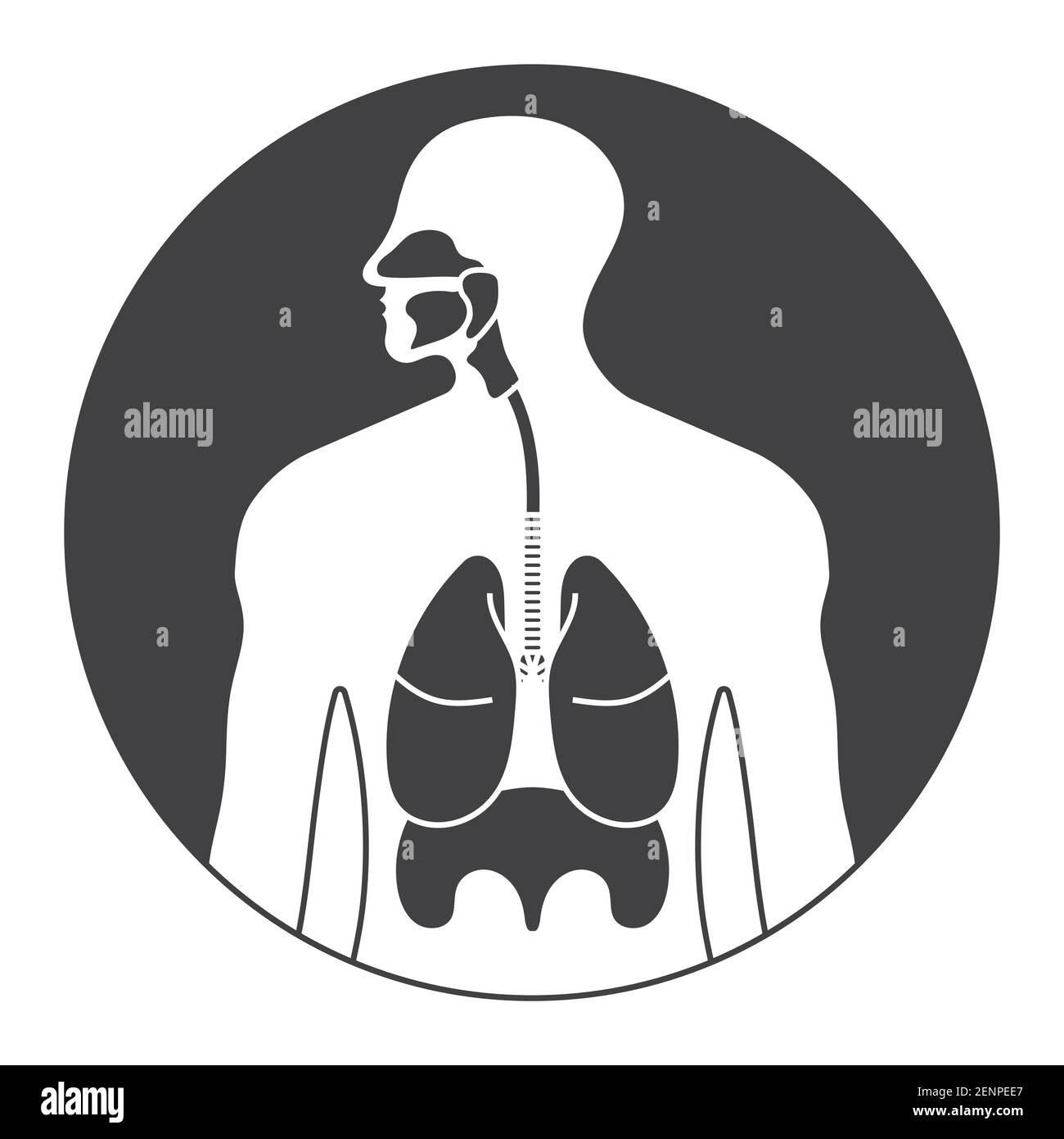 Arrondit l'icône plate du système respiratoire humain ou des voies respiratoires pour les applications et les sites web Illustration de Vecteur