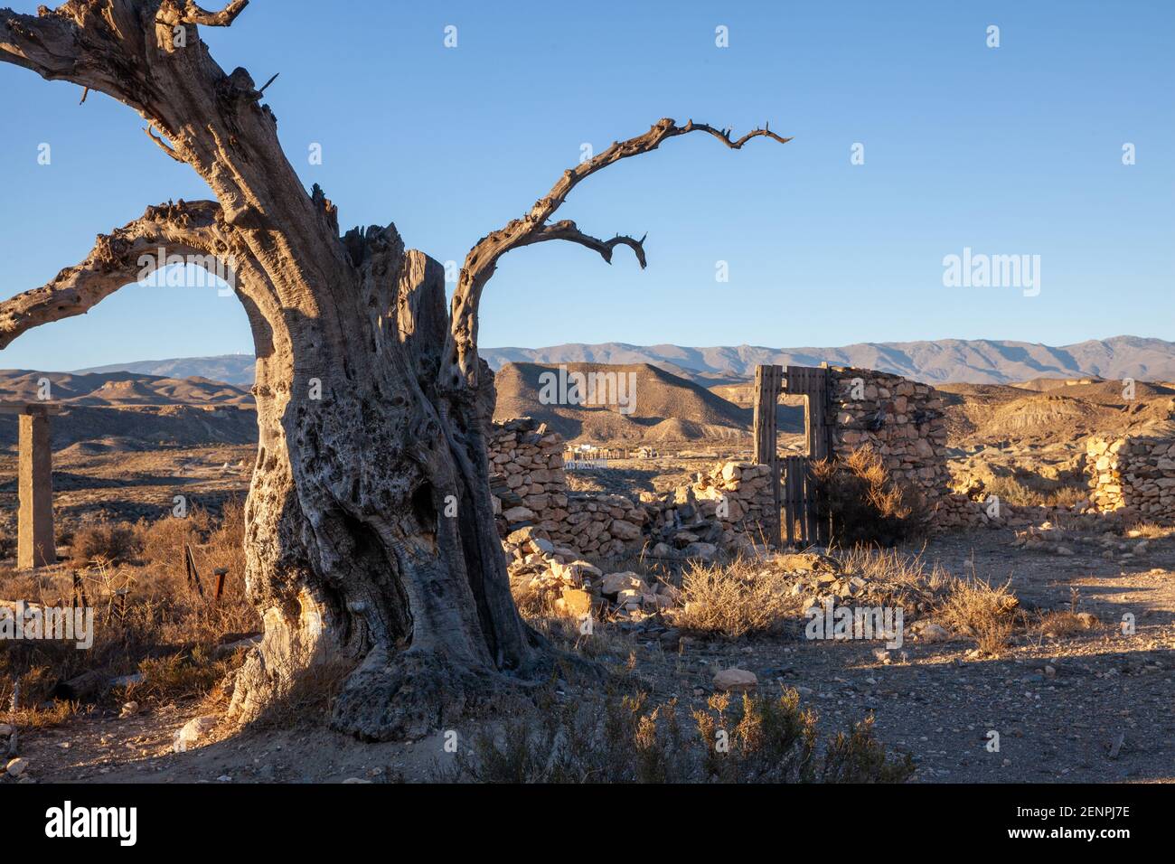 Vieux Olvien mort arbre dans le jeu de film de la Tabernas Desert Paysage Almeria Espagne Banque D'Images