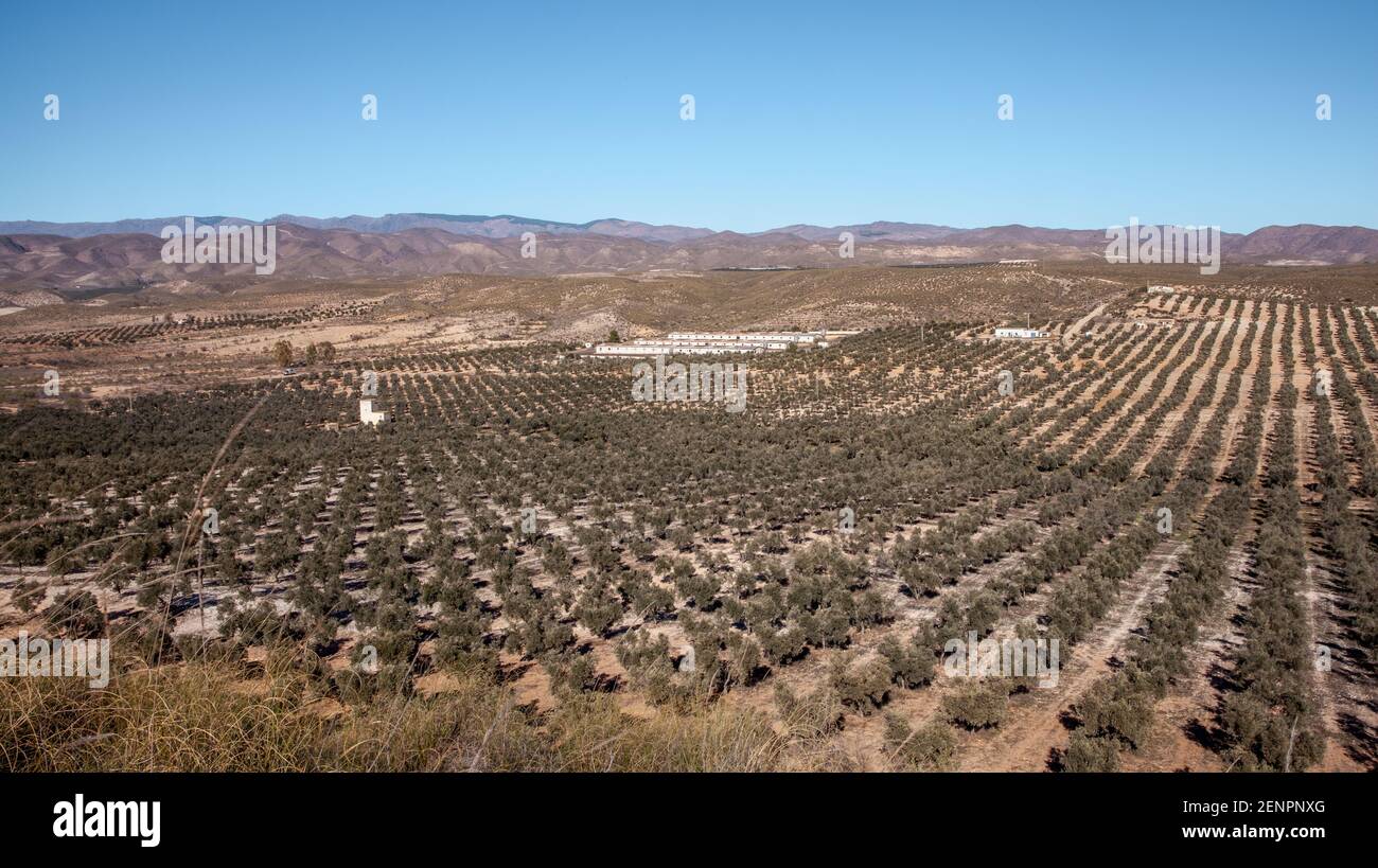 oliveraie et élevage Andalousie alimentation Agriculture Paysage Almeria Espagne Dezember 2020 Banque D'Images