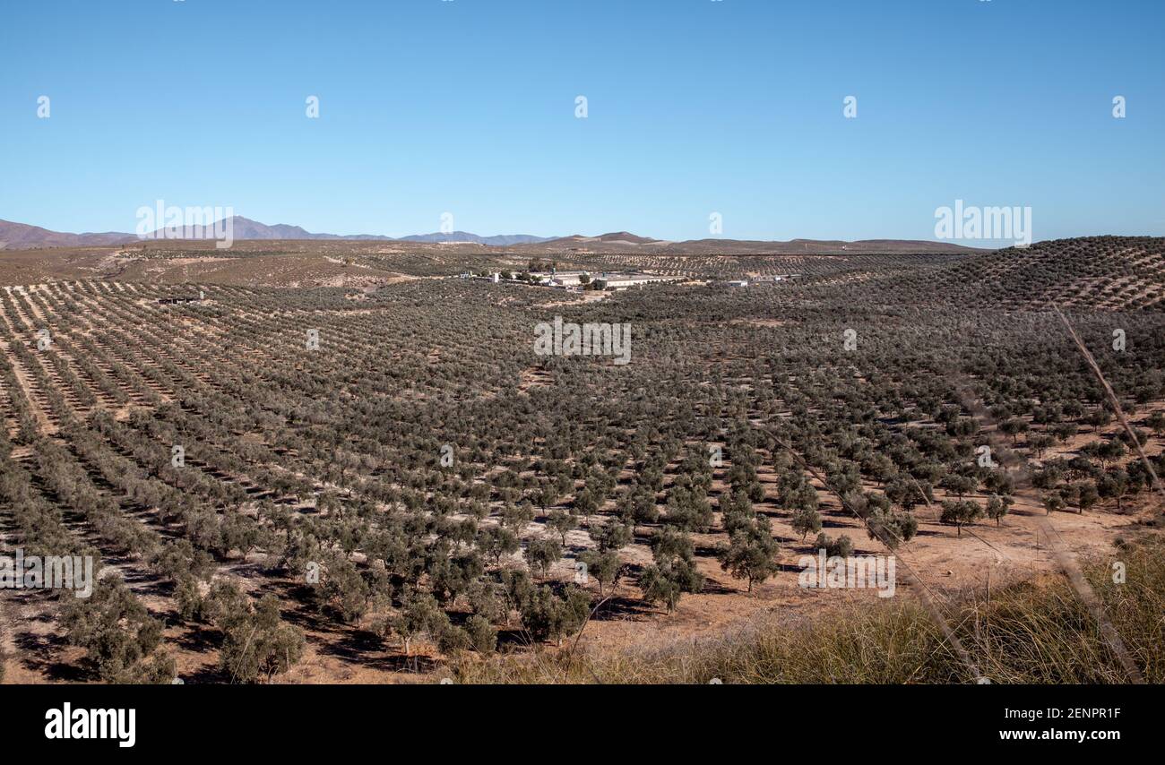 oliveraie et élevage Andalousie alimentation Agriculture Paysage Almeria Espagne Dezember 2020 Banque D'Images