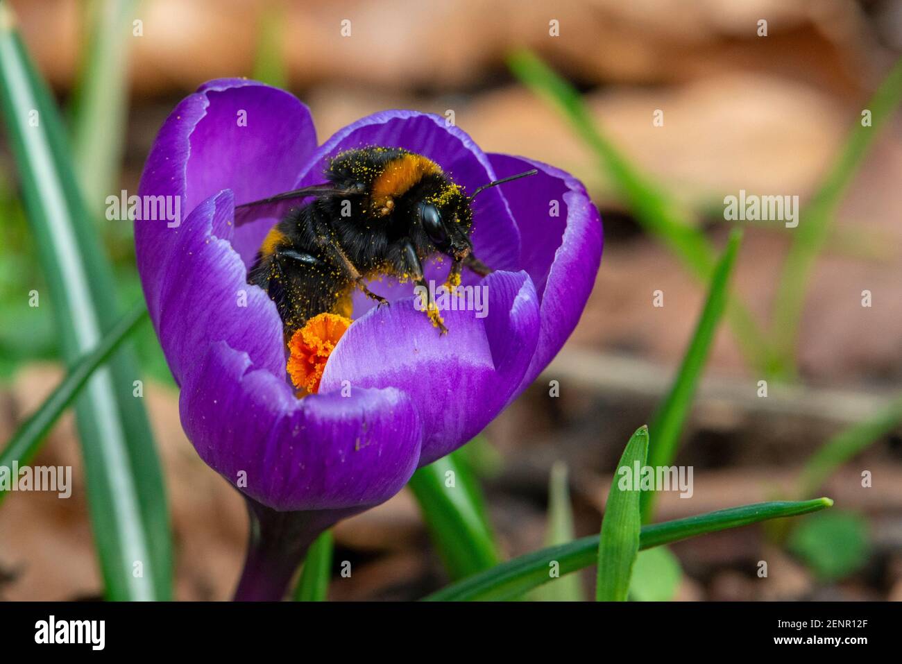 Le terrestris de Bumblebee-Bombus pollinates sur Crocus-Crocus sativus. Banque D'Images