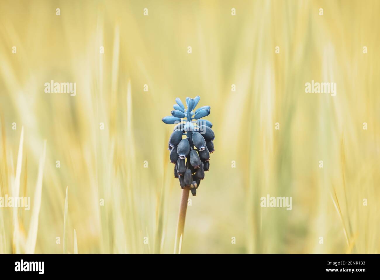 Nazaréen bleu (Muscari negectum) parmi l'herbe de prairie avec un fond de bokeh jaune agréable Banque D'Images