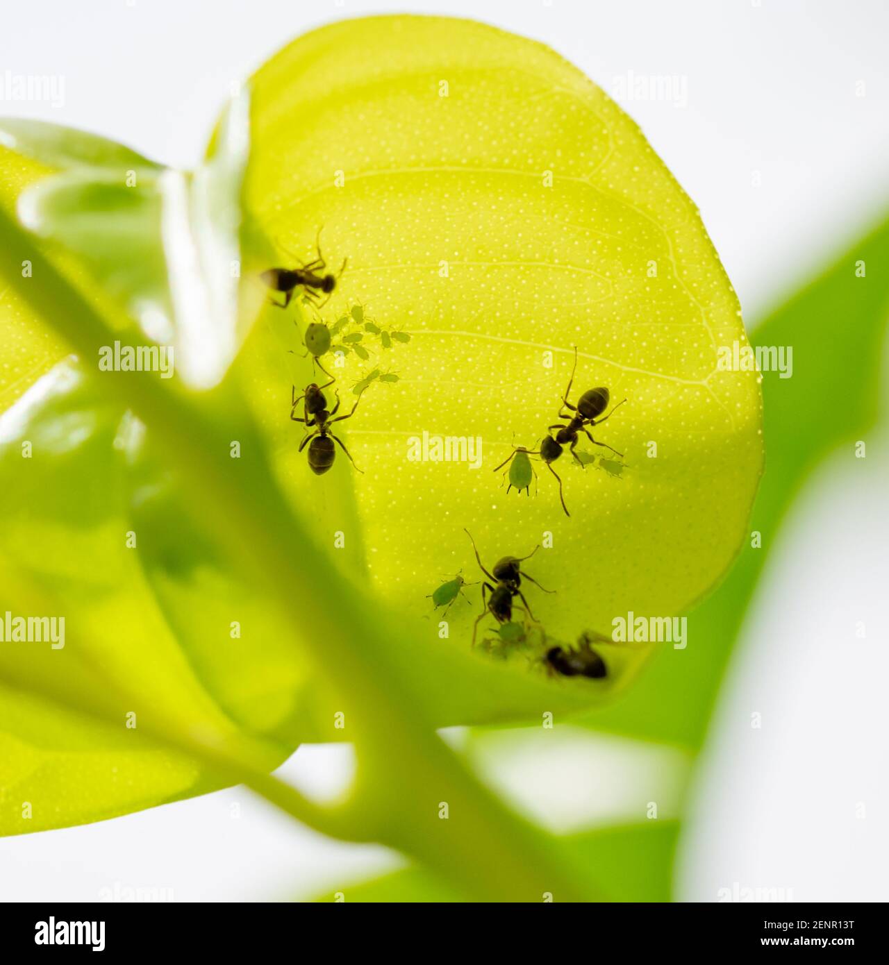 Symbiose : fourmis prenant soin des pucerons et de leurs jeunes sur une feuille verte Banque D'Images