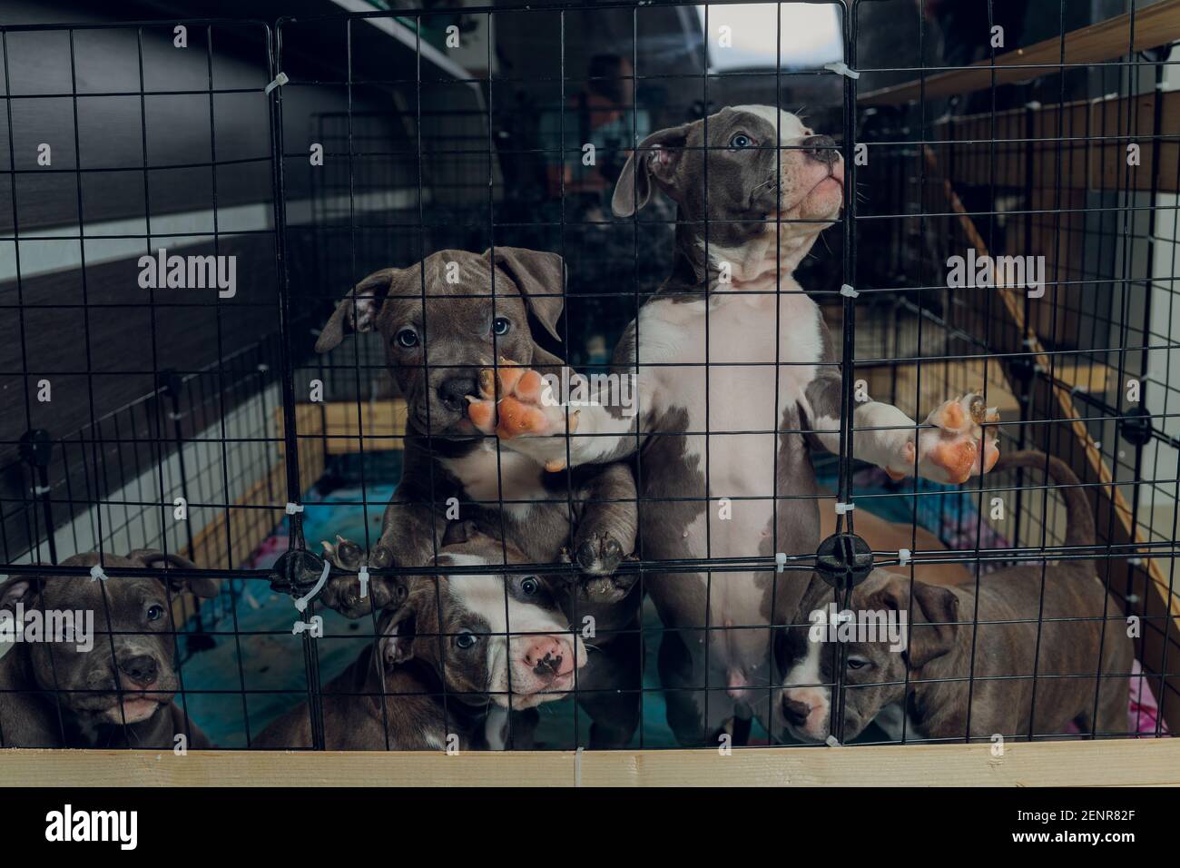 chiots pitbull à l'intérieur d'une cage dans un abri Banque D'Images