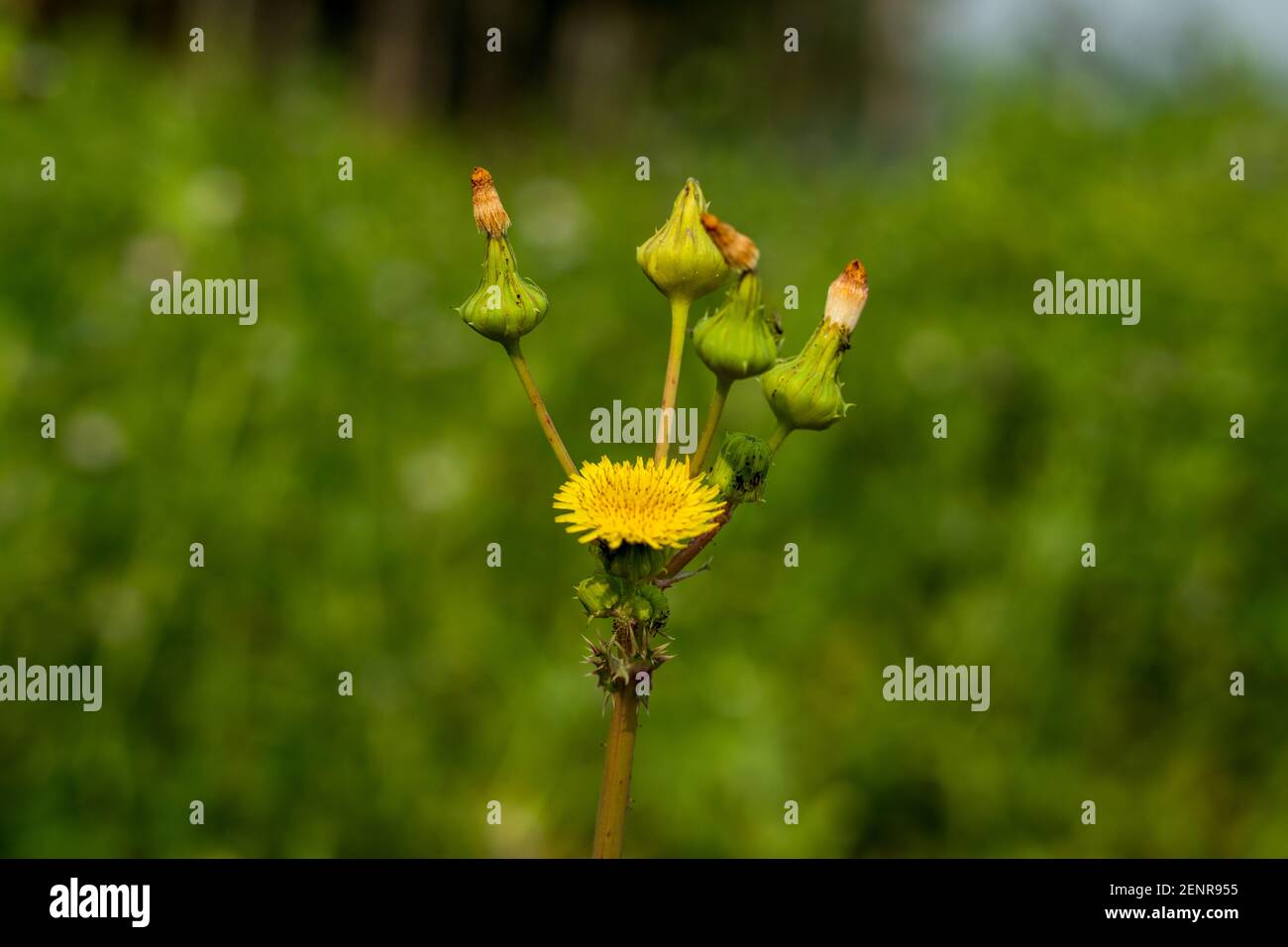 Chardon à lait brut ou chardon-semin fleurs jaunes, boutons de fleurs de Prickly Sonchus asper croissant dans l'ombre hedgerow la fleur sauvage Banque D'Images