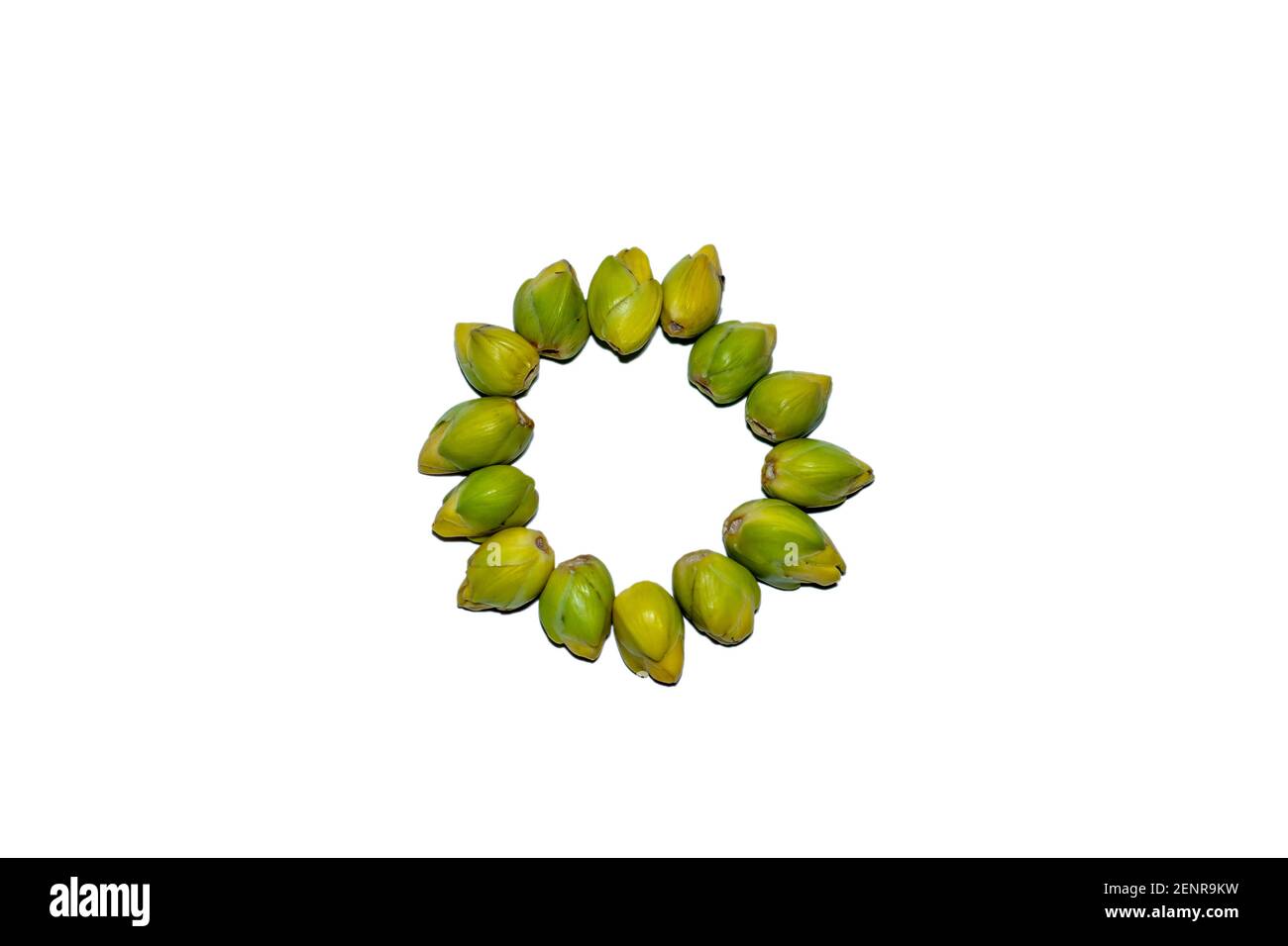 Supari ou areca noix qui utilise des produits du tabac sans fumée sont considéré comme un facteur de risque majeur pour le cancer de la bouche dans humain Banque D'Images