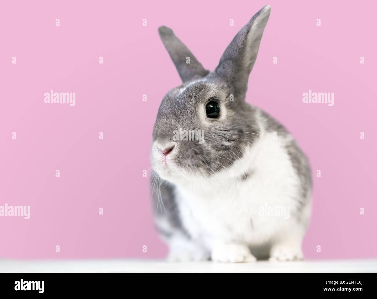 Un joli lapin gris et blanc de race mixte Dwarf devant un fond rose Banque D'Images