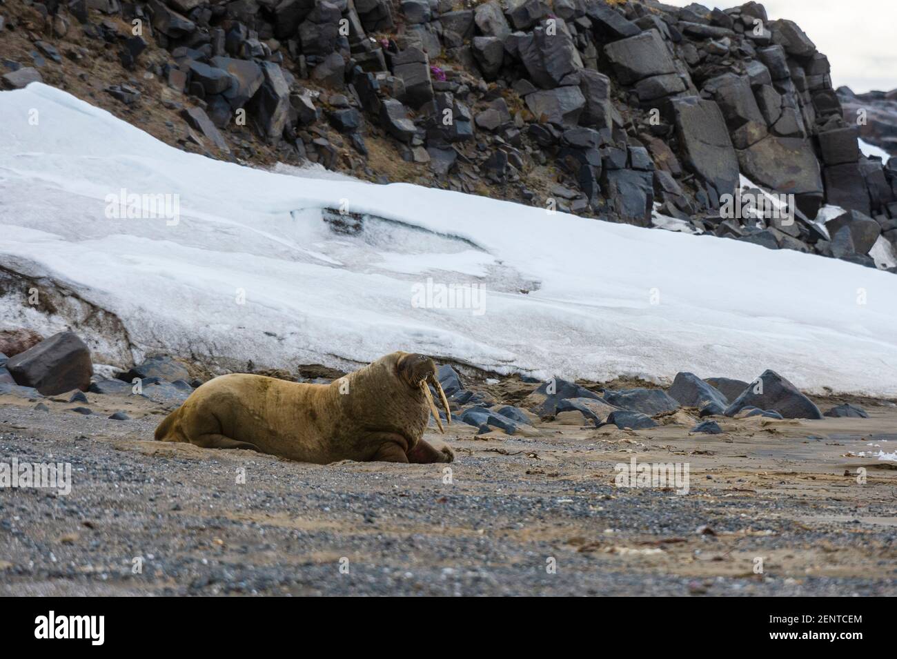 Morse de l'Atlantique (Odobenus rosmarus), île Edgeoya, îles Svalbard. Banque D'Images