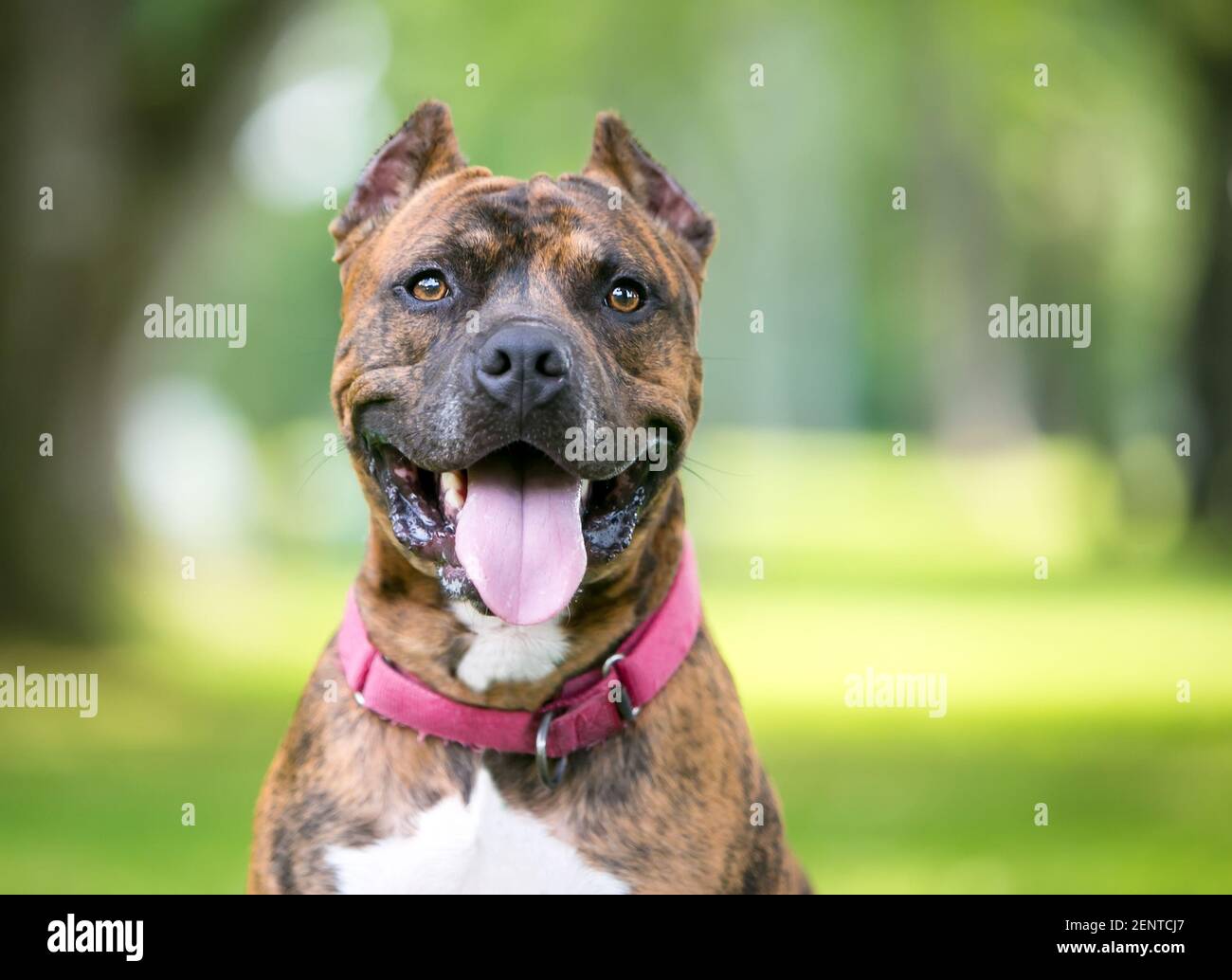 Un chien de race mixte Pit Bull Terrier bringé avec un chien cultivé oreilles Banque D'Images