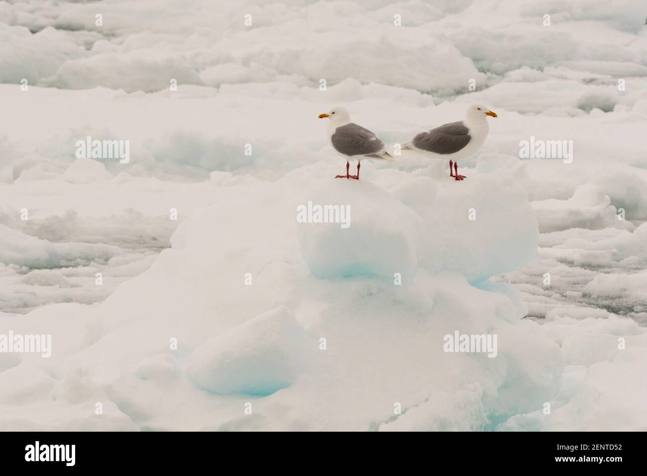 Goélands glaucous, Larus hyperboreus, reposant sur la glace sur la calotte glaciaire polaire. Banque D'Images